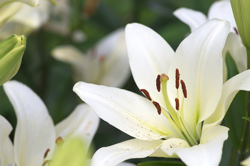 https://flowersshootershill.co.uk/blog/seven-fascinating-tidbits-about-tulips-to-amaze-you/