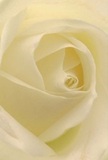 Drawn close into the gentle unfurling of this cream-white rose, it feels as if you're nestled quietly among its petals, cocooned in the peace that early mornings on Shooter's Hill can bring. Each soft spiral, edged in translucent ivory, promises both comfort and renewal-delicate yet enduring, like the wild roses blooming near Oxleas Woods. Subtle shadows gather between the folds as diffuse daylight brushes the bloom, adding both depth and a serene, understated drama. The petals' texture, light as down and almost damp with imagined dew, carries a quiet energy ideal for commemorations, heartfelt condolences, or beginnings such as Christenings or fresh starts in a new Shooter's Hill home. This rose, chosen and arranged by attentive local hands, embodies pure reverence; you can nearly inhale its gentle fragrance, sweet and barely present, yet filling the mind with solace. The close perspective celebrates not only the natural geometry of the rose, but the meaningful intention behind gifting such a bloom within the Shooters Hill neighbourhood-a symbol of artistry, empathy, and grace unique to our local florists.